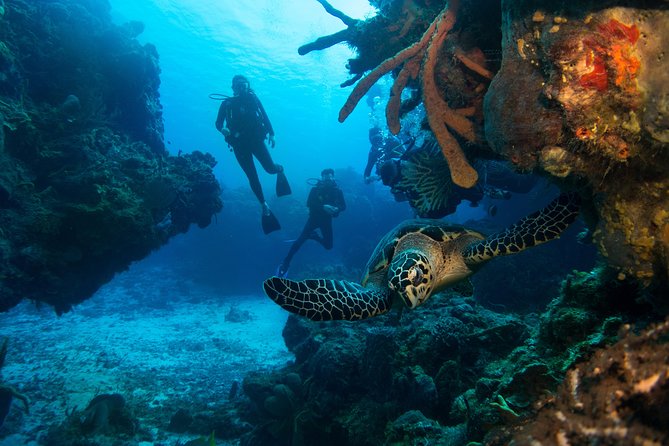 Basic Diver - Bautismo - The medical requirement is not a formality