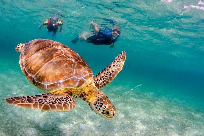 Bestseller! Tulum Private Tour with Turtles and Cenote Snorkeling - What the private service adds