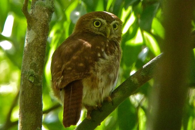 Bird Watching in Sian Ka´an Muyil - Why this birding morning works