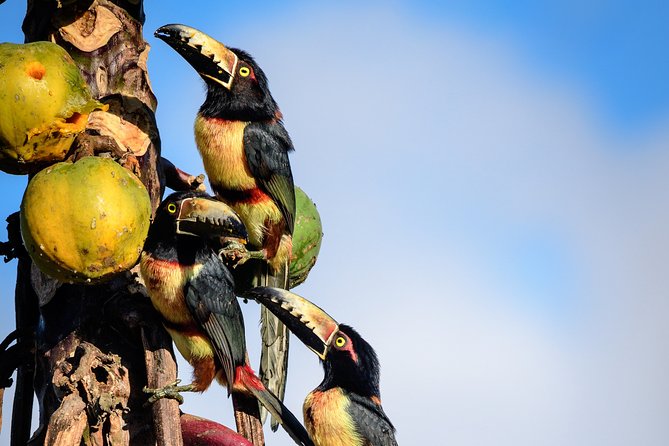 Bird Watching in Sian Ka´an Muyil - Booking details and cancellation