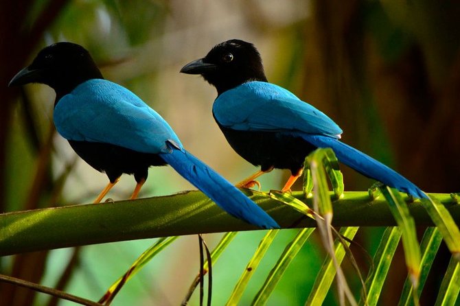 Birdwatching in Coba from Tulum - Shared Group Tour - The 6 a.m. Start in Tulum