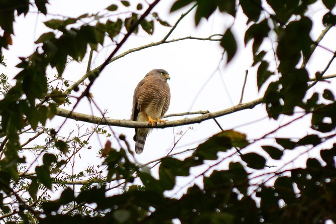 Birdwatching in Coba from Tulum - Shared Group Tour - Two Hours Among the Maya Ruins