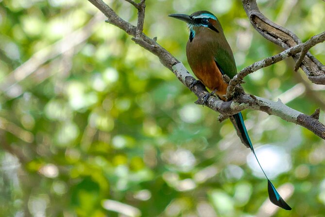Birdwatching in Coba from Tulum - Shared Group Tour - A Local Meal After the Birding