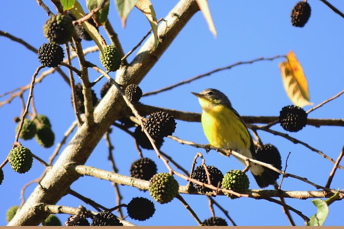 Birdwatching in Coba from Tulum - Shared Group Tour - What to Bring and How to Prepare