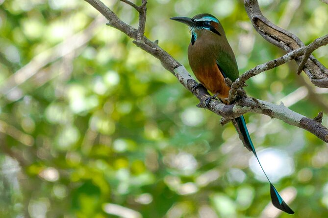 Birdwatching in Sian Ka´an Muyil from Tulum - Shared Group Tour - Walking Through a Mayan Trading Post