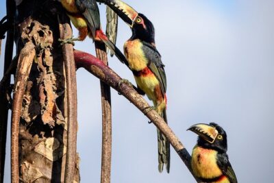 Birdwatching in Sian Ka´an Muyil from Tulum – Shared Group Tour
