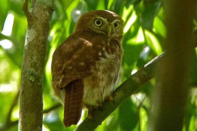 Birdwatching in Sian Ka´an Muyil from Tulum - Shared Group Tour - Transport From Tulum and the Early Start