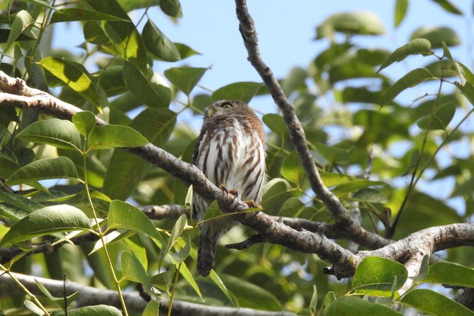 Birdwatching Playa del Carmen - The Ruta de los Cenotes birding route