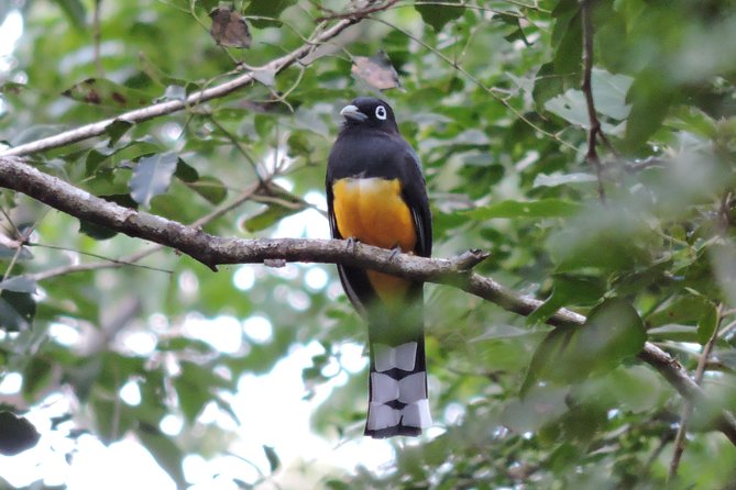 Birdwatching Playa del Carmen - A good outing for beginners and photographers