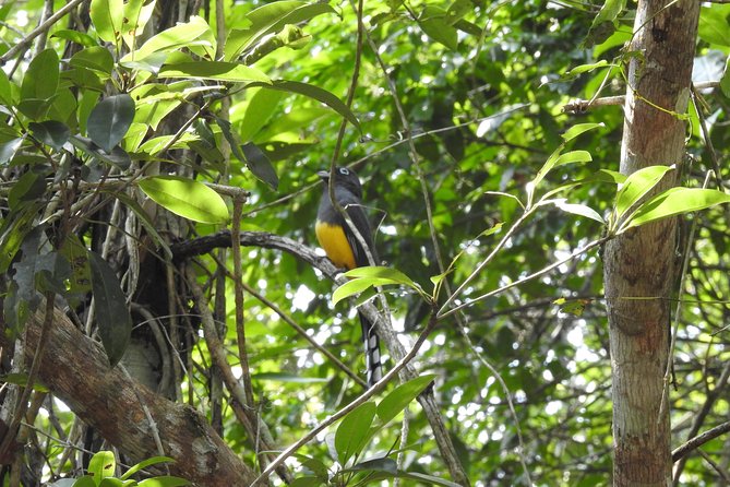 Birdwatching Playa del Carmen - Shared transport and a six-person limit