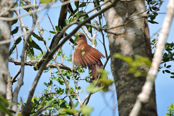 Birdwatching Playa del Carmen - Comfort, walking, and what to pack