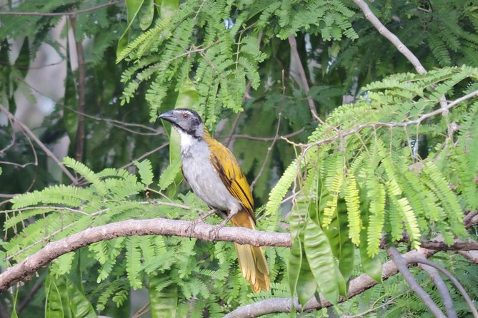 Birdwatching Playa del Carmen - How the tour fits into a Playa del Carmen trip