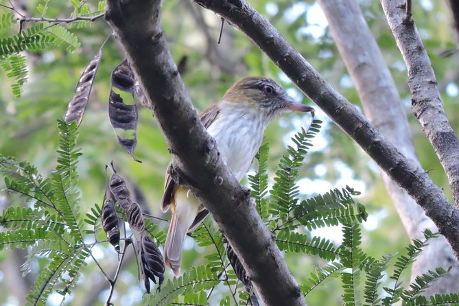 Birdwatching Playa del Carmen - Who should book this birdwatching trip?