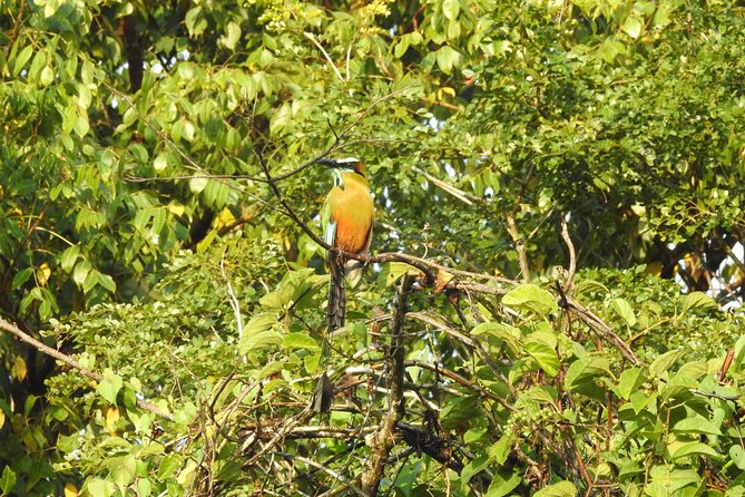 Birdwatching Playa del Carmen - What the guide adds to the morning