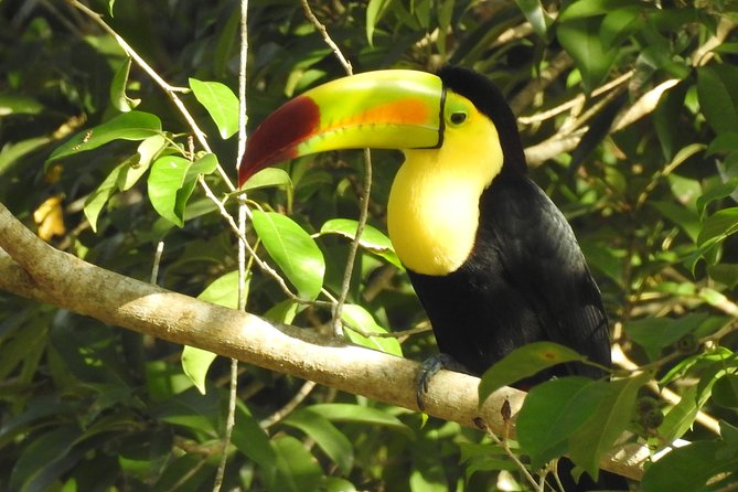 Birdwatching Sian Ka'an Biosphere Reserve - Muyil brings archaeology into the morning