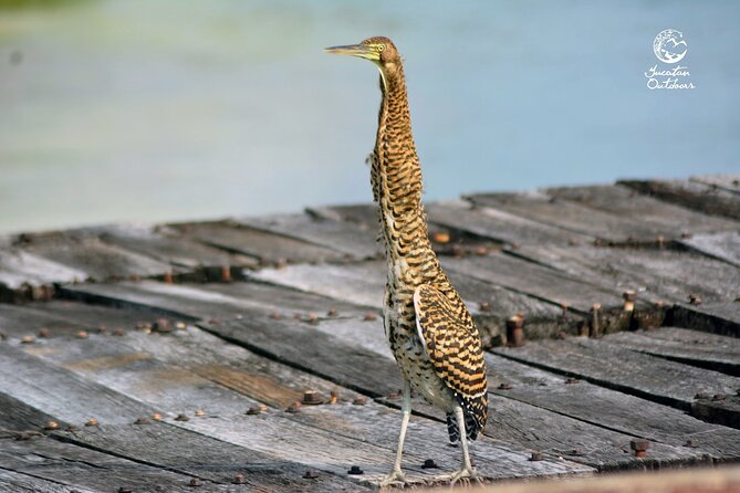 Birdwatching Sian Ka'an Biosphere Reserve - Is $165 a fair price?