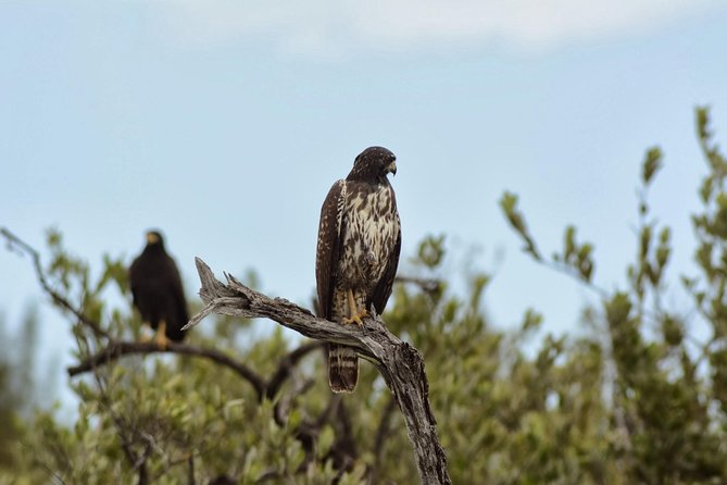 Birdwatching Sian Ka'an Biosphere Reserve - Birding with a local guide