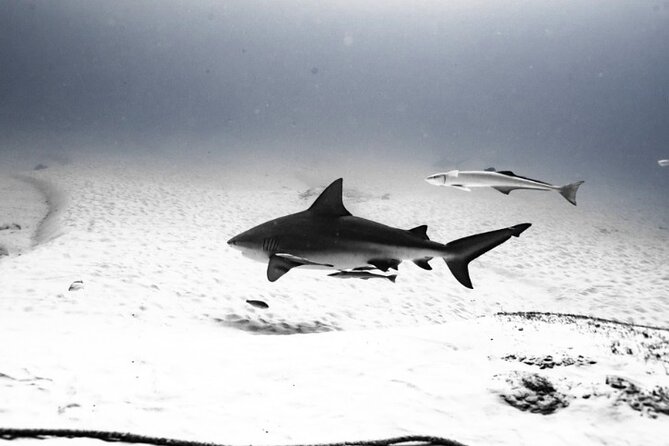 Bull Shark Dive in Playa del Carmen – Dive Machine Experience - Shark Point and the 82-foot descent