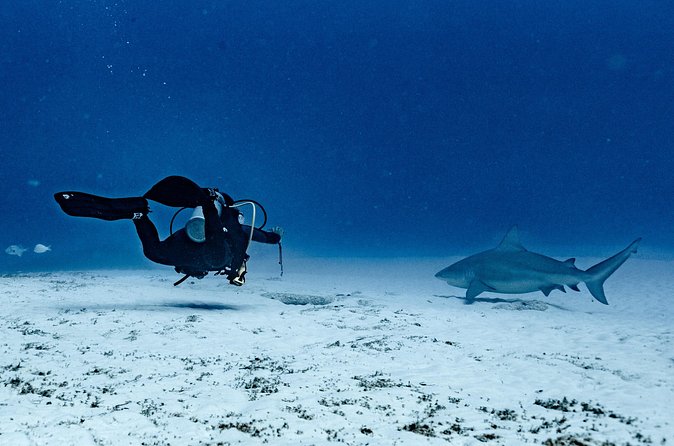 Bull Shark Dive in Playa del Carmen – Dive Machine Experience - Should you book the bull shark experience?