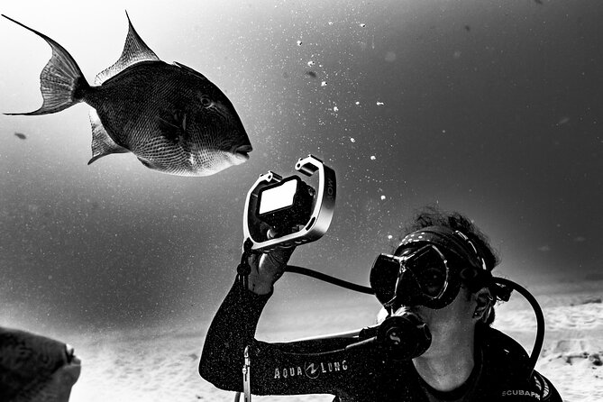 Bull Shark Dive in Playa del Carmen – Dive Machine Experience - FAQ