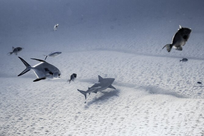 Bull Shark Dive in Playa del Carmen – Dive Machine Experience - What the $199 price includes