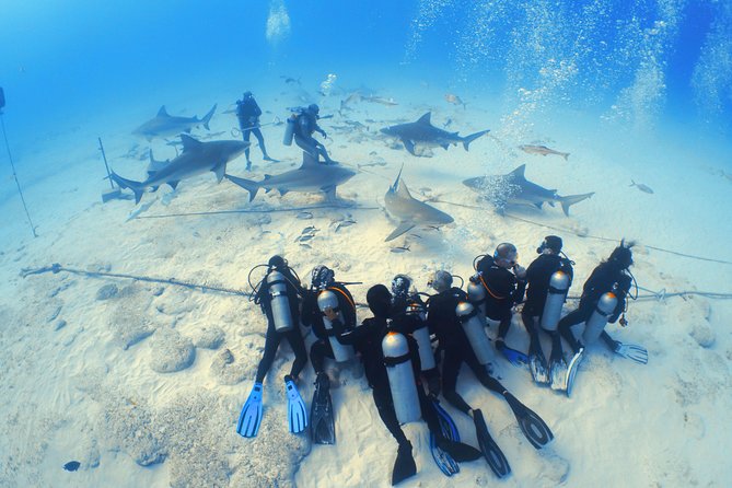 Bull Shark Extreme - 1tank /Only for Certified Divers - Why Playa del Carmen is known for bull sharks