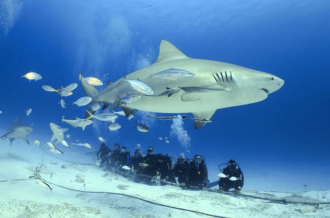 Bull Shark Extreme - 1tank /Only for Certified Divers - How the small group changes the experience