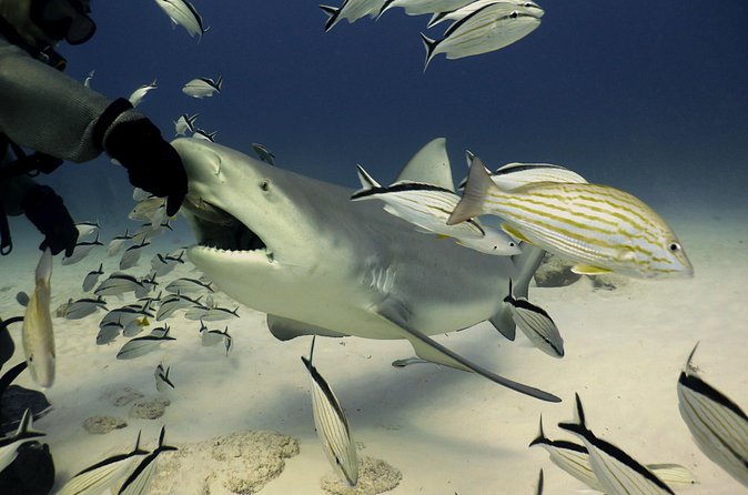 Bull Shark Extreme - 1tank /Only for Certified Divers - Safety, depth, and the certification requirement