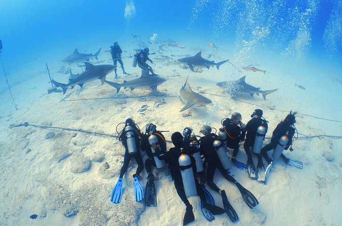 Bull Shark Extreme - 1tank /Only for Certified Divers - What the $210 price really includes