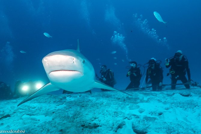 Bull Shark Extreme - 1tank /Only for Certified Divers - Getting there and planning your afternoon