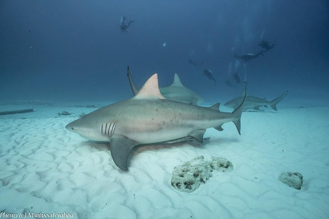 Bull Shark Extreme - 1tank /Only for Certified Divers - From Scuba Libre to the sandy bottom
