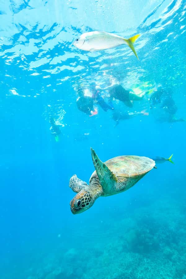 Cancun: Explore Tulum, swim with turtles, cenote, and snorkel in caves - Chocolate, tequila, and a taste of Maya culture