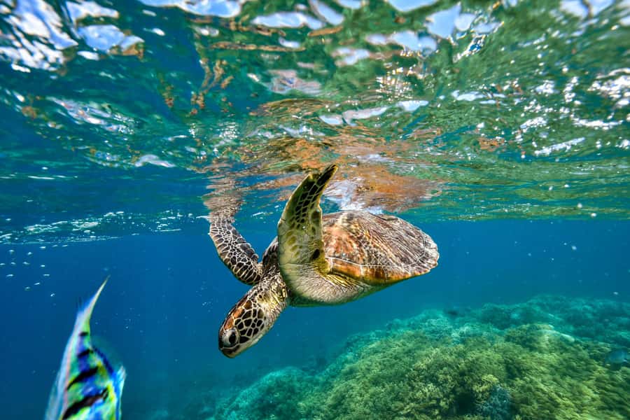 Cancun: Explore Tulum, swim with turtles, cenote, and snorkel in caves - Regional buffet lunch beside the cenote
