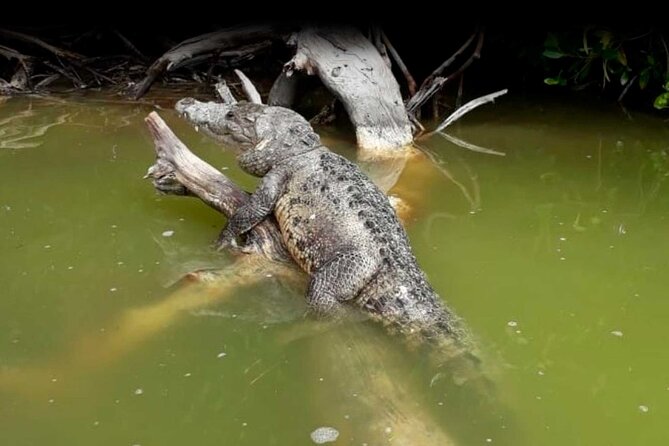 Cancun tour Las Coloradas Pink Lagoon + Rio Lagartos Tour - Boat rides, mud, and the crocodile stop