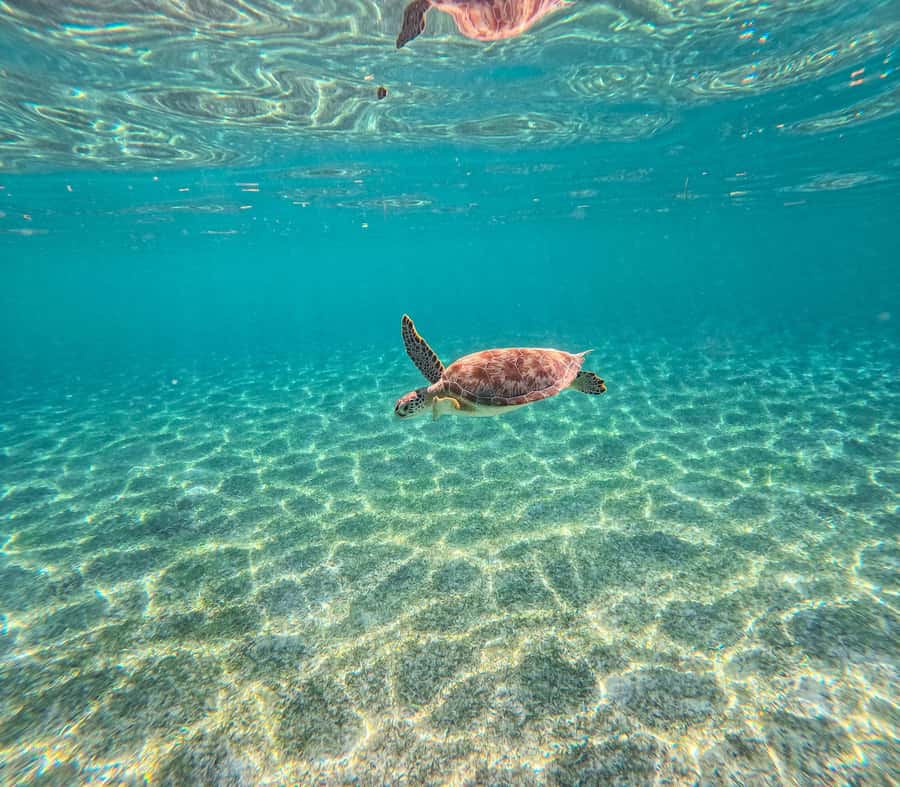 Cancun: Tulum Ruins, Akumal Turtles, Cenote & Caves Tour - Key points to know before booking
