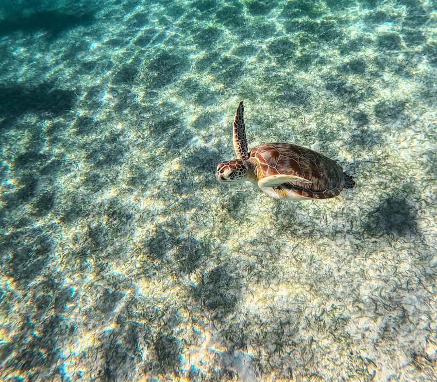 Cancun: Tulum Ruins, Akumal Turtles, Cenote & Caves Tour - Inside Cenote Nohoch Nah Chich