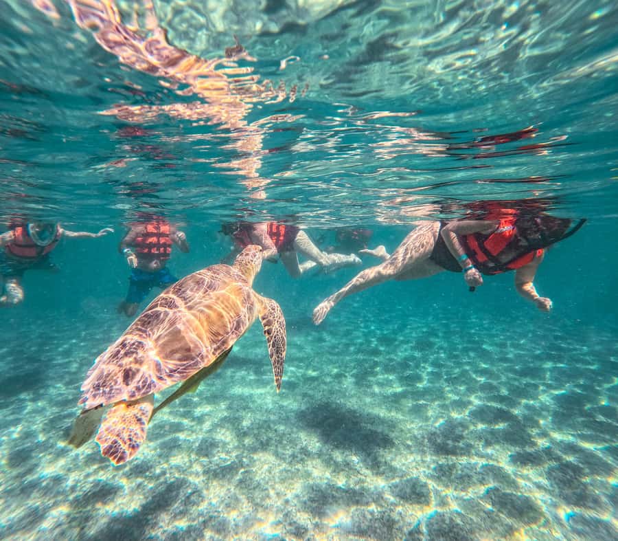 Cancun: Tulum Ruins, Akumal Turtles, Cenote & Caves Tour - Who should book this tour