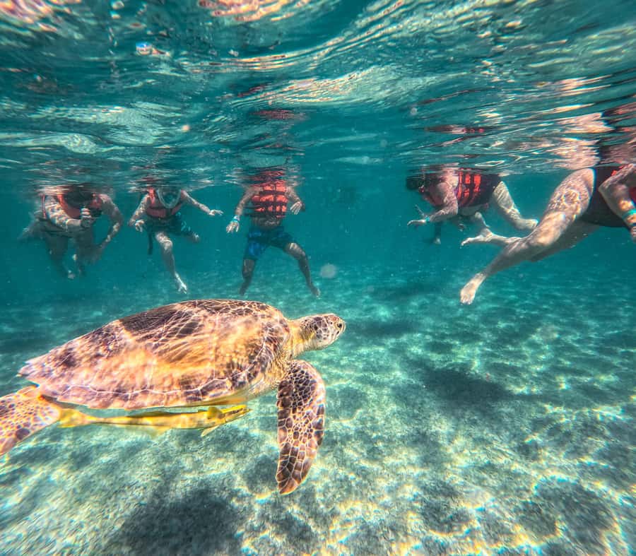 Cancun: Tulum Ruins, Akumal Turtles, Cenote & Caves Tour - Final verdict: book it if you want variety