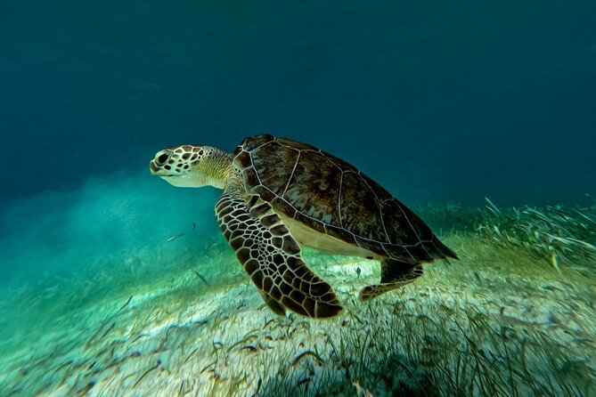 Catamaran Cruise in Riviera Maya With Snorkeling & Beach Club - Who will enjoy this catamaran trip most?