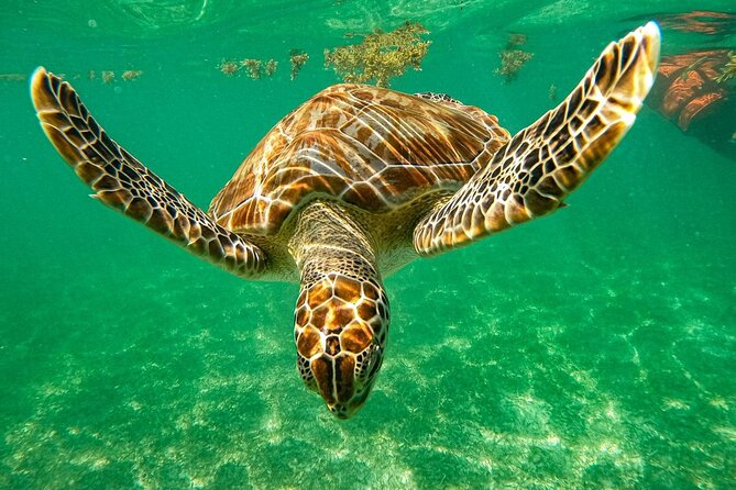 Cenote and Swimming with Turtles Private Tour in Akumal - Key points to know before booking