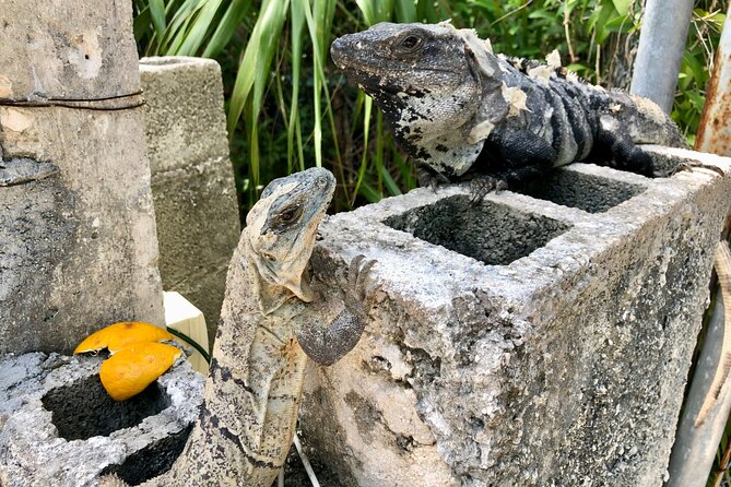 Cenote; Snorkeling and Photos with Colorful Fish - Martín and Melqui’s local approach