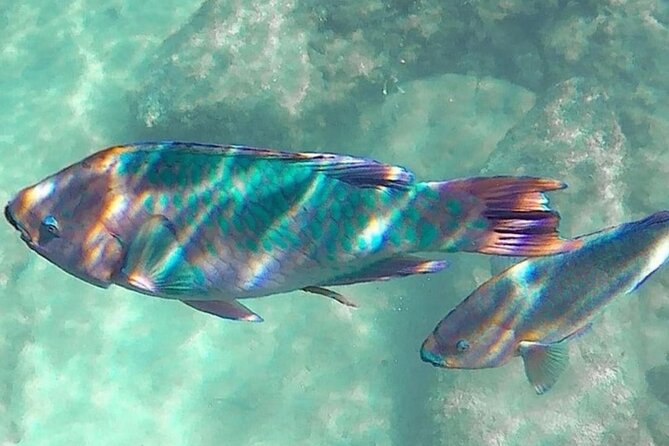 Cenote; Snorkeling and Photos with Colorful Fish - Is the $41.63 price good value?