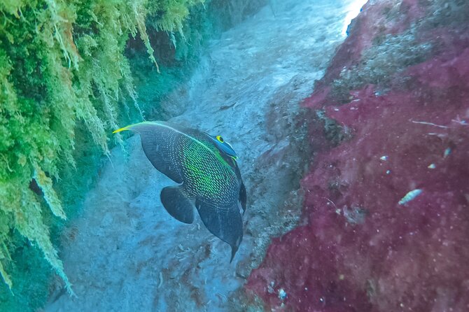 Cenote; Snorkeling and Photos with Colorful Fish - Who will enjoy this snorkeling outing most?