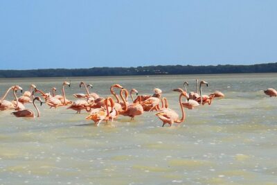 Cenote Suytun & Rio Lagartos & Las Coloradas