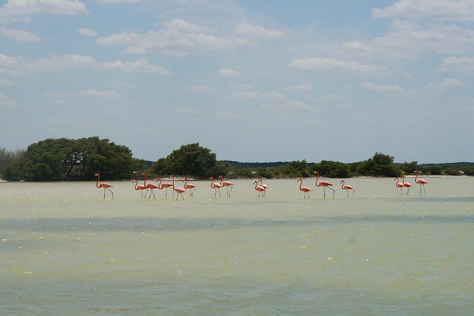 Cenote Suytun & Rio Lagartos & Las Coloradas - Who will enjoy this full-day outing