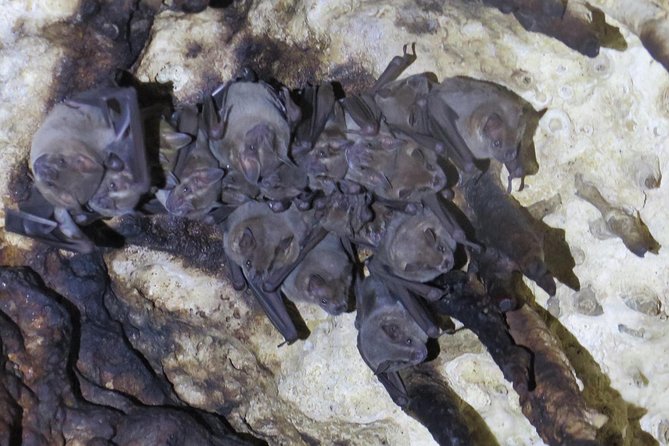 Cenotes diving Dos Ojos and The Bat Cave - The Barbie Line: bright water and giant formations