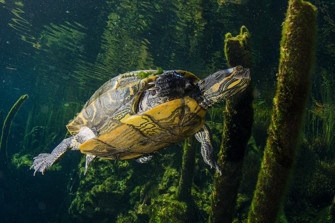 Cenotes snorkeling excursion - Why the two cenotes matter