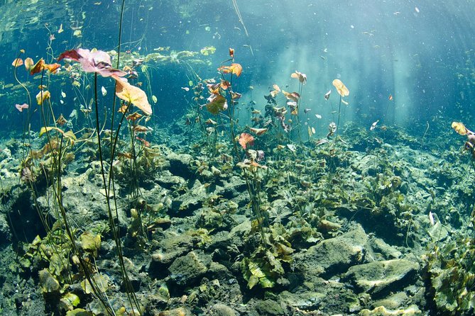Cenotes Taak Bi Ha & Nicte Ha – VIP Snorkeling Private Tour - Should you book Cenotes Taak Bi Ha and Nicte Ha?