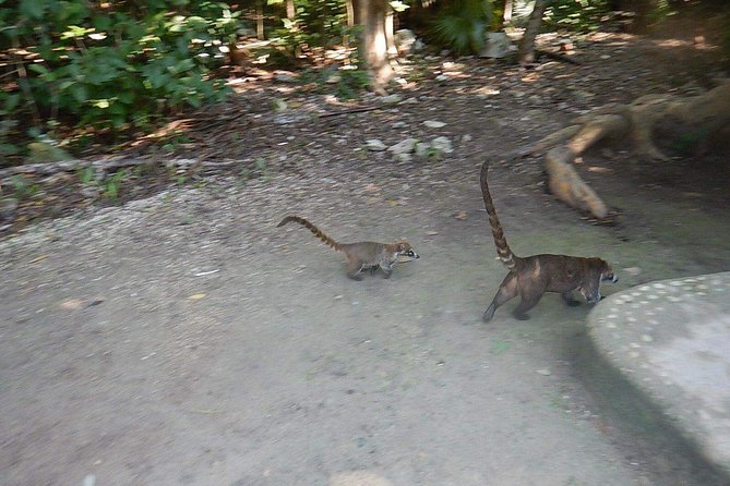 Cobá Ruins Tour (Private, Half Day) - Reaching Cobá from Tulum without the usual fuss