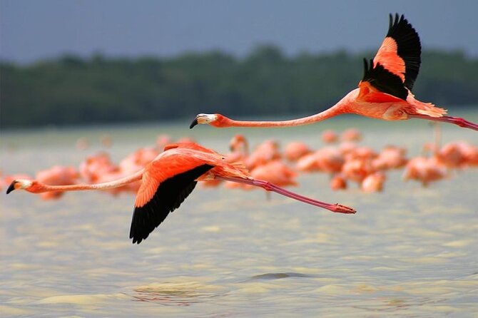 Coloradas Pink Lagoon Adventure from Playa del Carmen and Riviera Maya - Lunch, a cenote, and the changing shape of the day